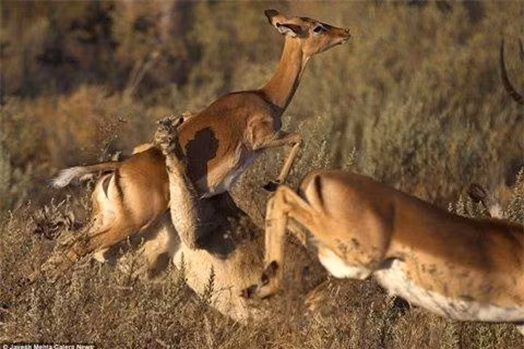 Những bức ảnh của nhiếp ảnh gia người Mỹ cho thấy sau khi bị con sư tử cái tấn công, con linh dương đã thực hiện một cú nhảy với mọi sức lực của nó để thoát khỏi móng vuốt và hàm răng chắc khỏe của kẻ săn mồi.