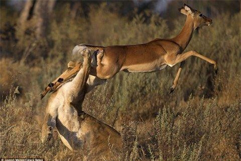 Sự cố gắng của con linh dương đã giúp nó rút chân khỏi miệng con sử tử đói trước khi cao chạy xa bay.
