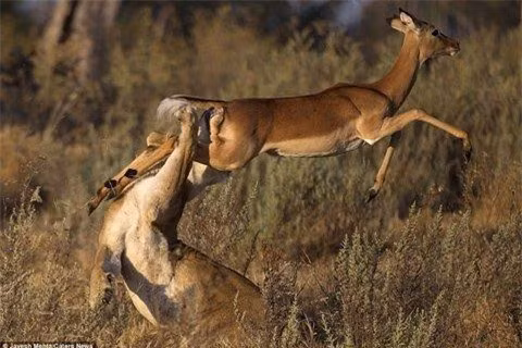 Sự cố gắng của con linh dương đã giúp nó rút chân khỏi miệng con sử tử đói trước khi cao chạy xa bay.