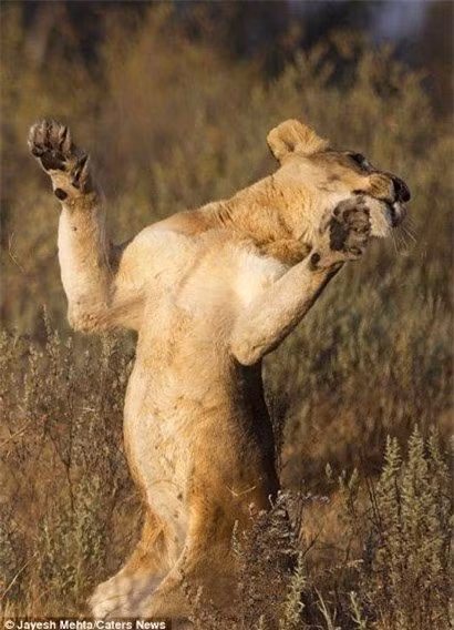 “Tôi đã phát hiện thấy rằng con sư tử cái bị mù một bên mắt do giác mạc bị mờ đục"