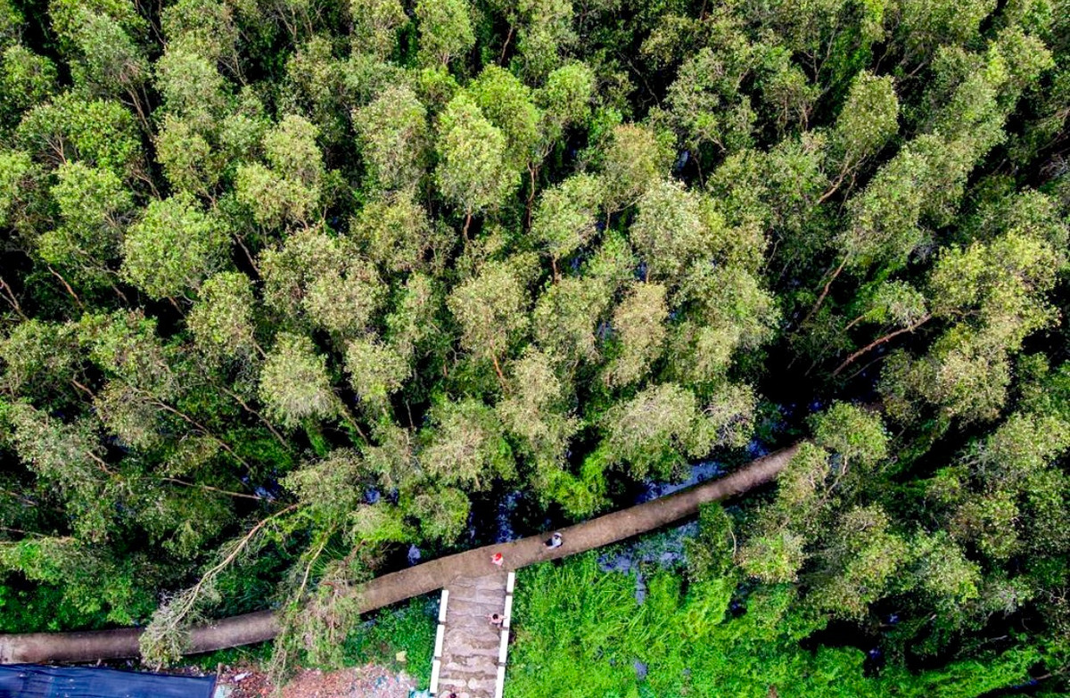 Rừng tràm Tân Lập hay còn gọi là làng nổi Tân Lập thuộc huyện Mộc Hóa, tỉnh Long An, cách trung tâm TP.HCM khoảng 120 km. Nơi đây mang vẻ đẹp của đồng quê, không gian sông nước thoáng đãng. Du khách đến đây có cơ hội đi trên con đường được lát bê tông xuyên rừng tràm dài 5 km, uốn lượn theo cánh rừng độc đáo. Ảnh: Phucmapvlog.