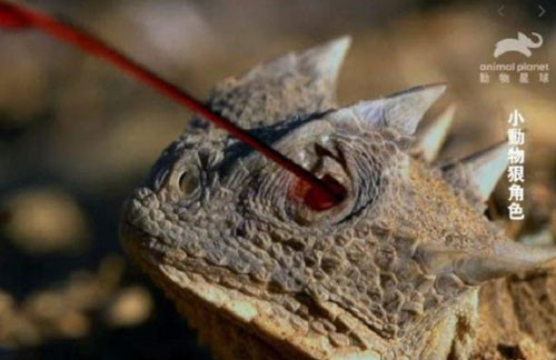 Doc chieu ban mau tu mat ha ke thu cua than lan gai