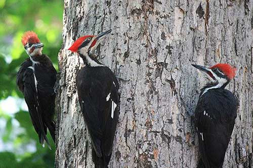 Tiet lo ly do chim go kien thich mo go