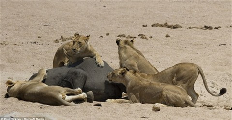 Những con sư tử khác cũng tiến tới chia sẻ bữa ăn này.