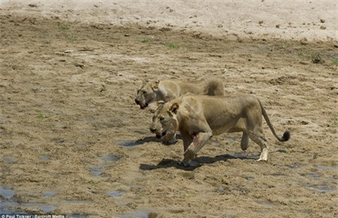 Là những kẻ săn mồi quỷ quyệt, sư tử tìm cách tách voi con ra khỏi đàn trước khi tấn công nó trong Vườn quốc gia Ruaha ở Tanzania. Cuộc tấn công diễn ra lúc đàn voi đang chuẩn bị băng qua dòng sông. Ảnh: Chúng tiến lại, tìm cách tách voi con ra khỏi đàn
