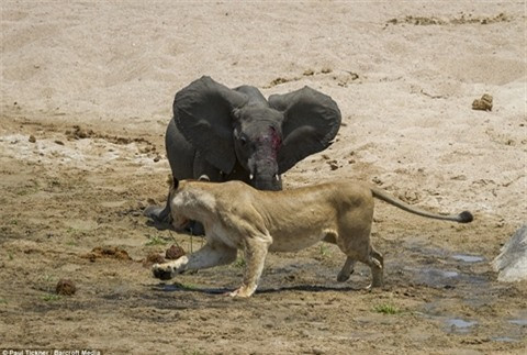 Khi những con voi trưởng thành tới thì mọi chuyện đã quá muộn. Voi con bị thương nặng đã không thể di chuyển