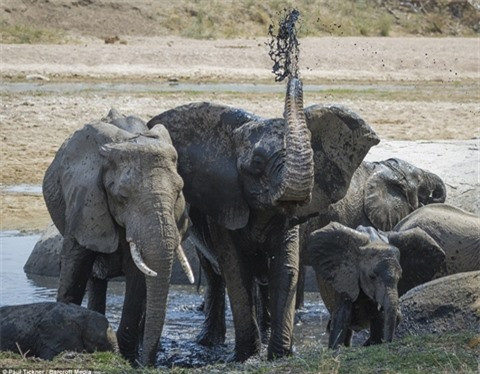 Thông thường, voi không phải con mồi lý tưởng cho sư tử. Thế nhưng, khi những kẻ săn mồi rơi vào trạng thái quá đói thì chúng sẽ tìm cách và mục tiêu lần này chính là một con voi con. 