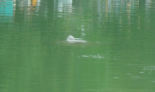 Cụ Rùa nổi trưa 10/11. Ảnh: PGS Hà Đình Đức.