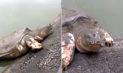 Cụ Rùa Hồ Gươm nổi, trèo lên gần bờ hôm 2/12 vừa qua.