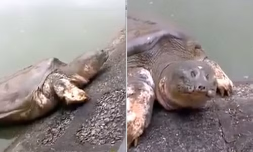 Cụ Rùa Hồ Gươm nổi, trèo lên gần bờ hôm 2/12 vừa qua.