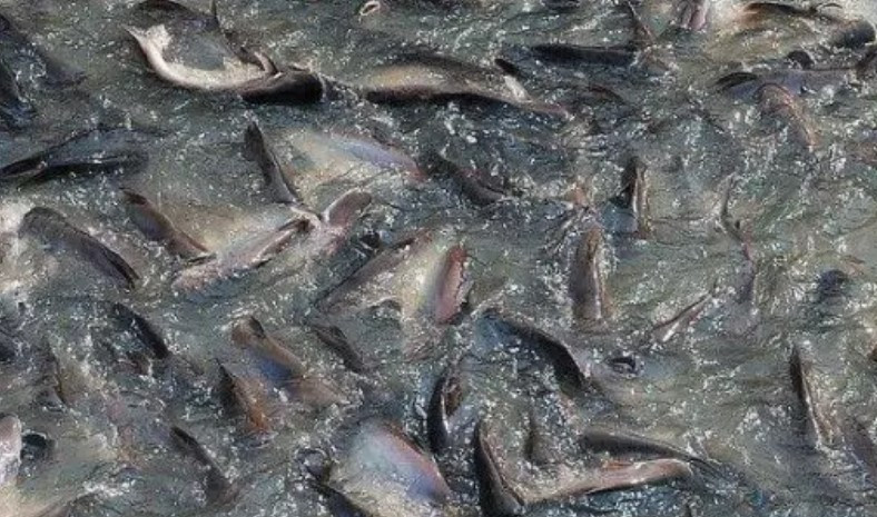 Loai ca bi hieu lam nhat Trung Quoc lai la nguon protein tuyet voi