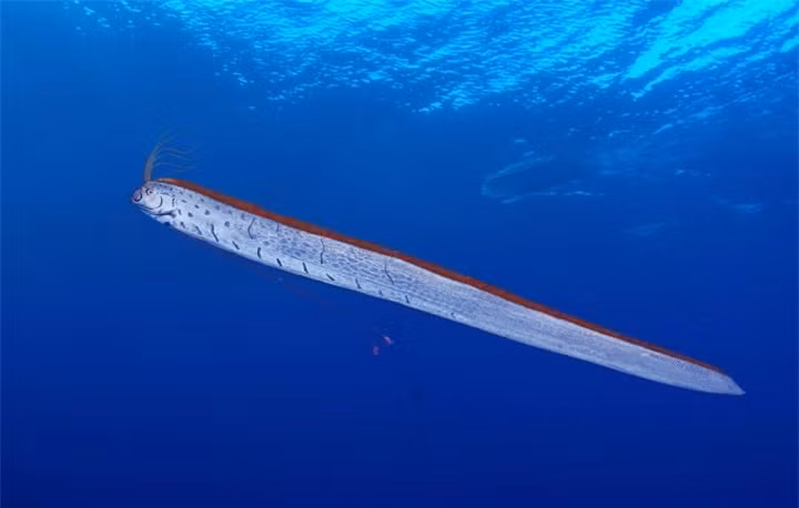 Bi an ve loai ca duoc goi la 