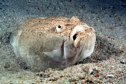  Mặc dù trường hợp này xảy ra rất ít, nhưng hãy tránh xa chúng nếu lần sau nhìn thấy vì nó có thể gây hại cho bạn. Hãy chia sẽ điều này với nhiều người khác để không xảy ra tai nạn đáng tiếc.