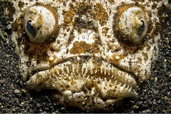 br/> Chúng có khả năng phóng điện, chừng 50 volt, không đủ để hại con người, nhưng dù sao cũng bị choáng. Và nếu không cẩn thận, mọi người hoàn toàn có thể bị tấn công khi chẳng may đạp phải chúng. 