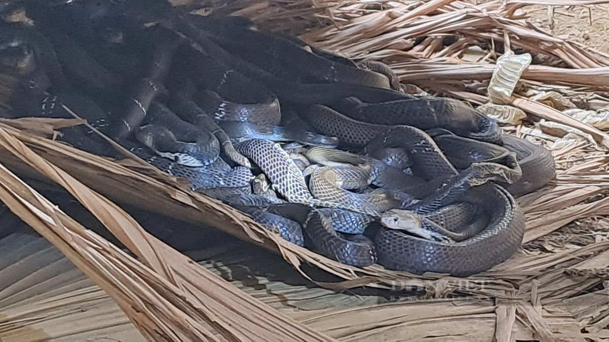 Nuoi 800 con ran ho mang, ong nong dan Thai Nguyen rung rinh tien-Hinh-3