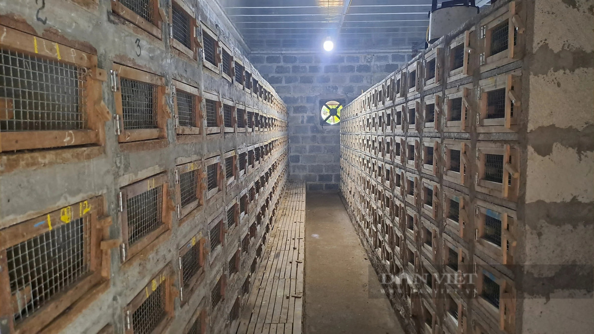 Nuoi 800 con ran ho mang, ong nong dan Thai Nguyen rung rinh tien-Hinh-2