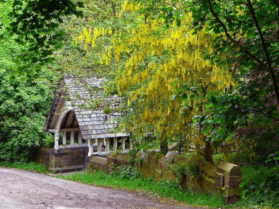 Những cây kim tước nhỏ trồng trong chậu cần đảm bảo chậu nặng để cây không bị đổ. Để thoát nước tốt, chậu cần có lỗ thoát nước lớn. Sau khi cây lớn hơn chậu, hãy thay chậu vào thùng có kích thước lớn hơn chậu ban đầu. 