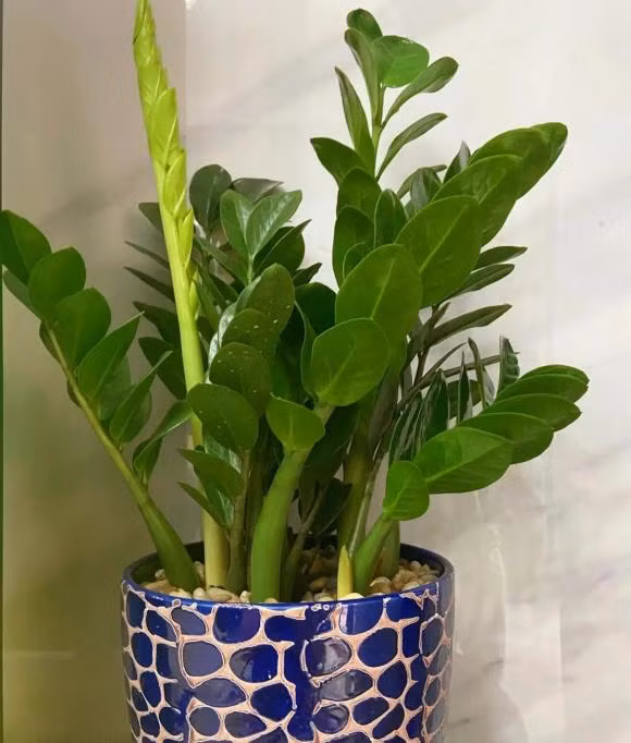  Cây kim tiền giúp tăng cường oxy trong nhà bạn đồng thời giảm đi những tia bức xa, cực tím từ các thiết bị điện tử trong nhà khiến cho không gian sống của nhà bạn trong lành hơn rất nhiều.