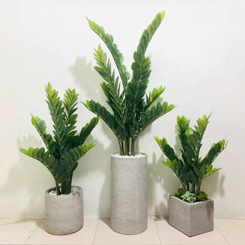 Ngoài ra, khi bạn đặt cây kim tiền trên bàn làm việc cũng sẽ tạo cảm giác thoải mái hưng phấn khi làm việc khiến cho đầu óc của bạn thư thái làm việc cũng nhờ đó mà hiệu quả hơn. Đồng thời, nó cũng mang lại nhiều may mắn cho gia chủ. 