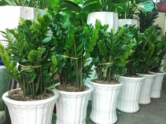 Bên cạnh đó, xét về hong thủy thì cây kim tiền mang biểu tượng của tiền tài, hiện kim mang tới nhiều tài lộc cho người trồng. Chính vì vậy, nhiều gia đình kinh doanh hoặc các công ty đều có trồng ít nhất một cây kim tiền để mang lại sự may mắn cho mình.