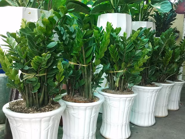 Bên cạnh đó, xét về hong thủy thì cây kim tiền mang biểu tượng của tiền tài, hiện kim mang tới nhiều tài lộc cho người trồng. Chính vì vậy, nhiều gia đình kinh doanh hoặc các công ty đều có trồng ít nhất một cây kim tiền để mang lại sự may mắn cho mình.