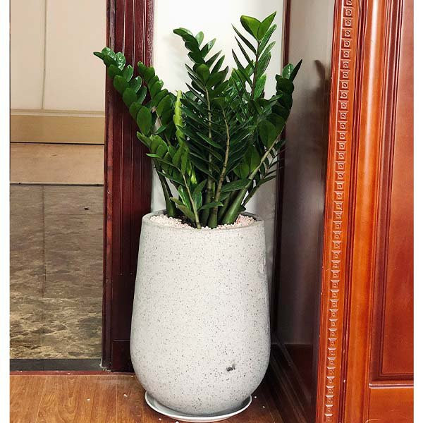 Bên cạnh đó cây kim tiền cũng tăng tính thẩm mỹ cho gia đình bạn khiến cho không gian sống trở nên trong lành hơn. * Thông tin mang tính chất tham khảo, chiêm nghiệm