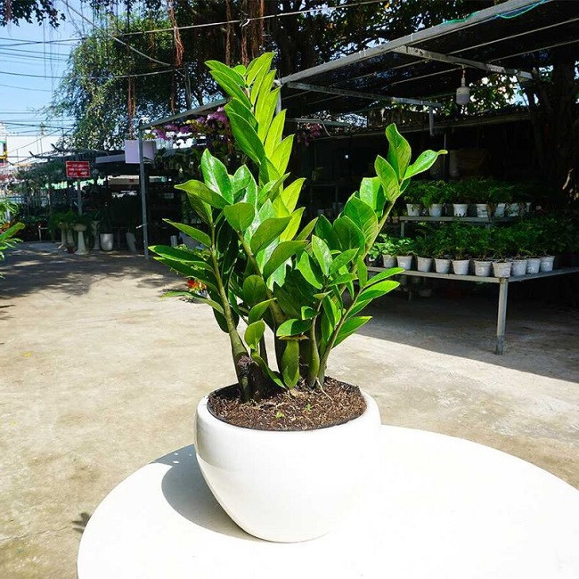 Tuy nhiên, không phải ai cũng có thể trồng kim tiền bởi có những người tuổi này mệnh này nên tránh trồng kim tiền kẻo lộc đâu chưa thấy chỉ thấy hao tài táncủa.