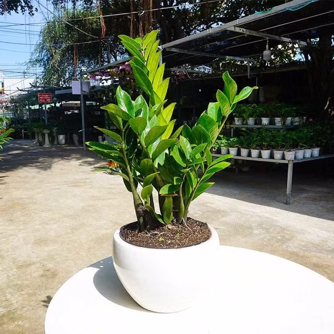 Tuy nhiên, không phải ai cũng có thể trồng kim tiền bởi có những người tuổi này mệnh này nên tránh trồng kim tiền kẻo lộc đâu chưa thấy chỉ thấy hao tài táncủa.