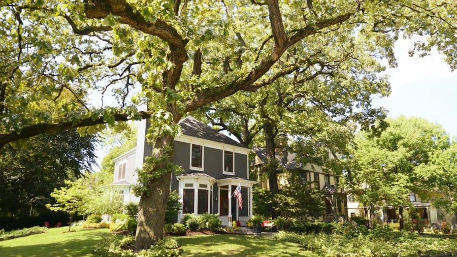  Cây lớn trước nhà mà nằm lệch phía bên phải nhà thì càng xấu về phong thủy bởi như thế là thanh long bị bạch hổ lấn át nên cực xấu về phong thủy. Vì thế cây lớn trước nhà vừa không có lợi về sức khỏe vừa không tốt về phong thủy.