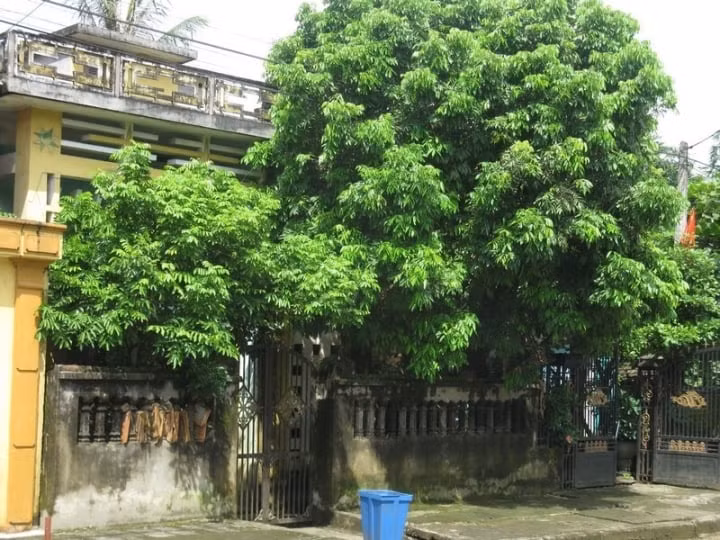 Cây quá lớn thì bóng râm quá mạnh làm thiếu sáng tự nhiên nên nhà mát nhưng lại mát âm khiến con người không khỏe mạnh. Cây quá lớn trước nhà còn có thể gây nguy hại sức khỏe như có thể gãy đổ sập cành làm nguy hiểm tính mạng, đặc biệt nếu mùa mưa bão, hoặc loại cây này rễ không bám chặt.