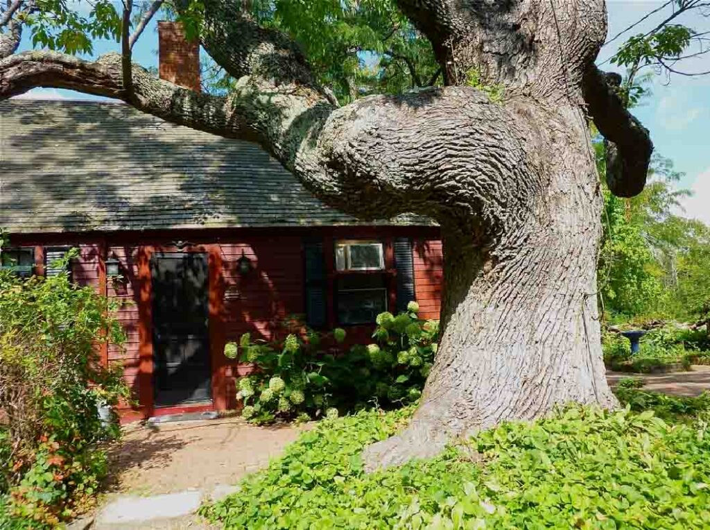 Những dạng dây leo thì thường xuyên được tỉa bớt để không rậm rạp kín nhà. Khi trồng cây cũng nên tránh trồng sát tường vì khi chúng lớn sẽ làm hỏng tường. Nếu cây đã thành dạng cây lớn thì chỉ còn cách mạnh dạn cưa bớt chúng đi. 