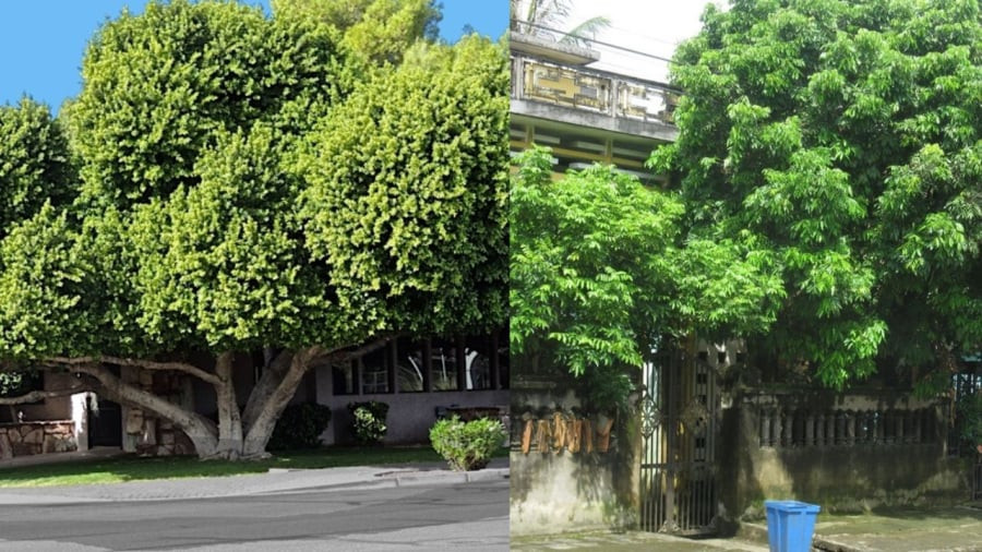 Bởi sự kiêng kỵ trên nên người xưa rất lưu ý khi trồng các dạng cây cảnh có thể phát triển thành cây lớn ở phía trước nhà. Những loại cây như đa, bồ đề, bạch đàn, lê... nếu trồng trước nhà sẽ thường xuyên được cắt tỉa để không quá đồ sộ.