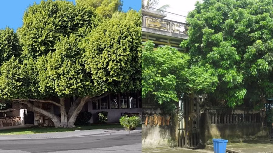 Bởi sự kiêng kỵ trên nên người xưa rất lưu ý khi trồng các dạng cây cảnh có thể phát triển thành cây lớn ở phía trước nhà. Những loại cây như đa, bồ đề, bạch đàn, lê... nếu trồng trước nhà sẽ thường xuyên được cắt tỉa để không quá đồ sộ.