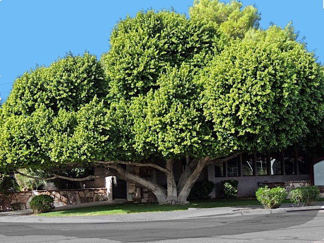 Cây cảnh khi ở dáng phù hợp mang lại vẻ đẹp hài hòa cho ngôi nhà, nhưng nếu cây lớn và cao so với nhà thì trước tiên về thẩm mỹ là không hợp, làm lấn át ngôi nhà, che khuất gây bí bách cho ngôi nhà, không hài hòa sự sống.