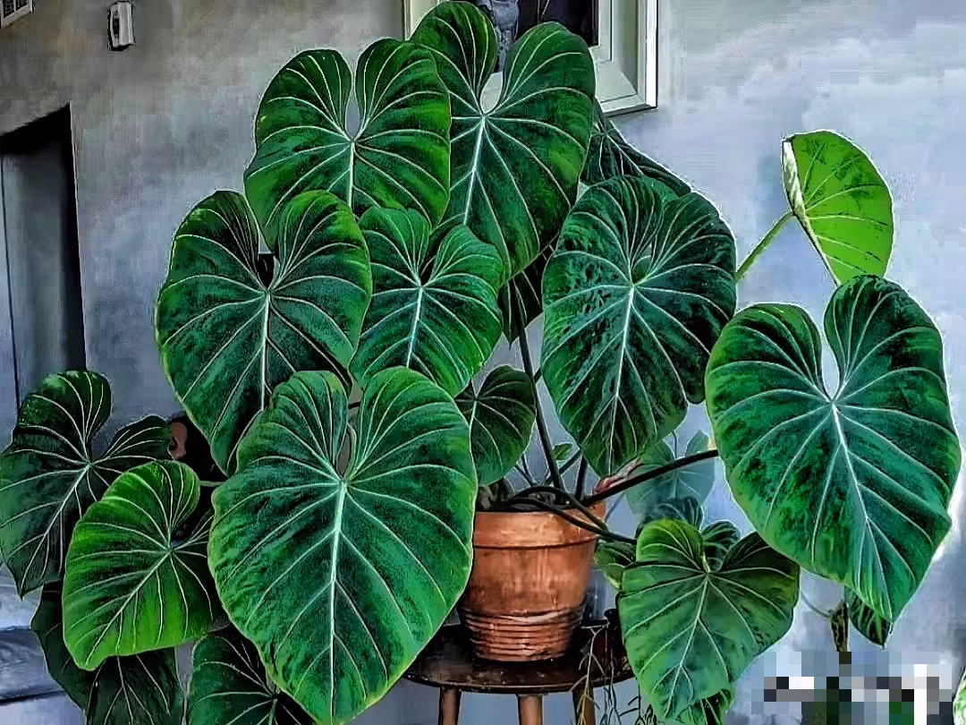 Cay canh trong trong nha, la cang to, loc cang vuong-Hinh-5