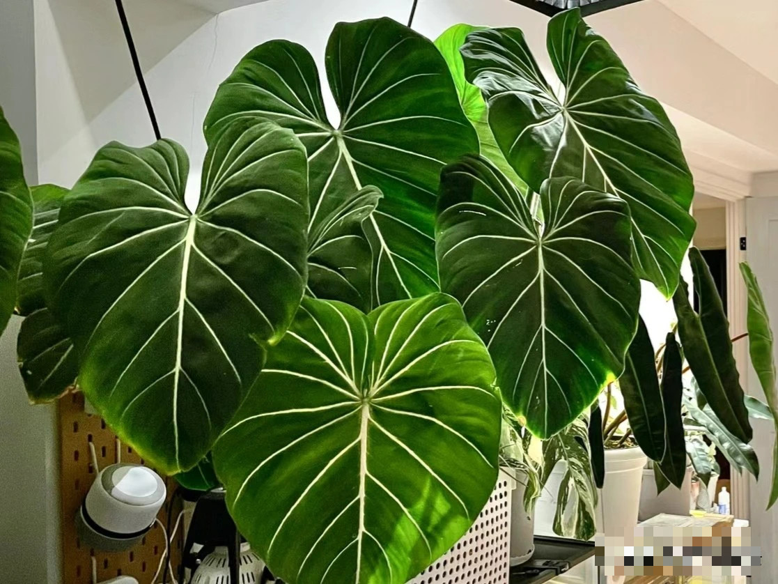 Cay canh trong trong nha, la cang to, loc cang vuong-Hinh-4