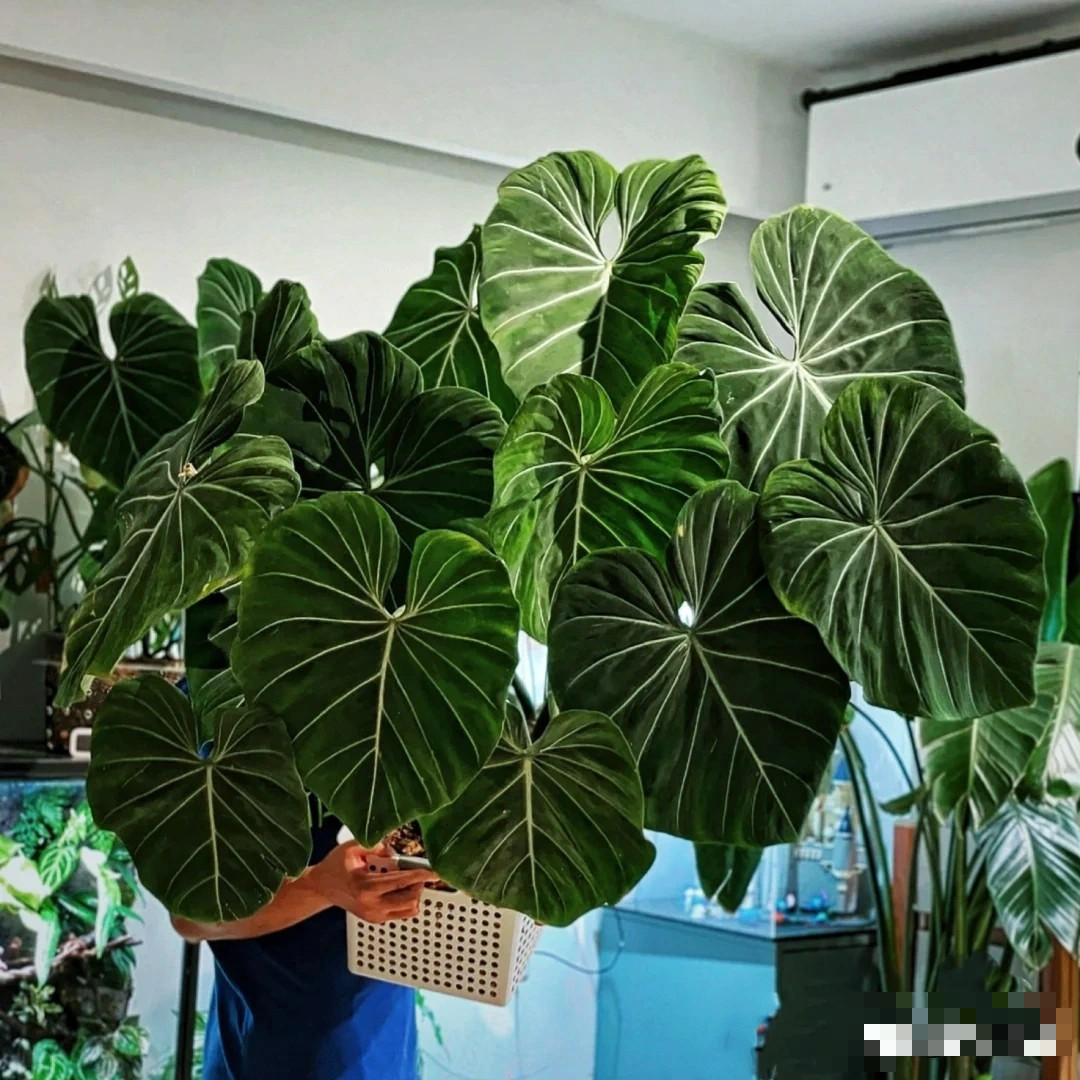 Cay canh trong trong nha, la cang to, loc cang vuong-Hinh-6