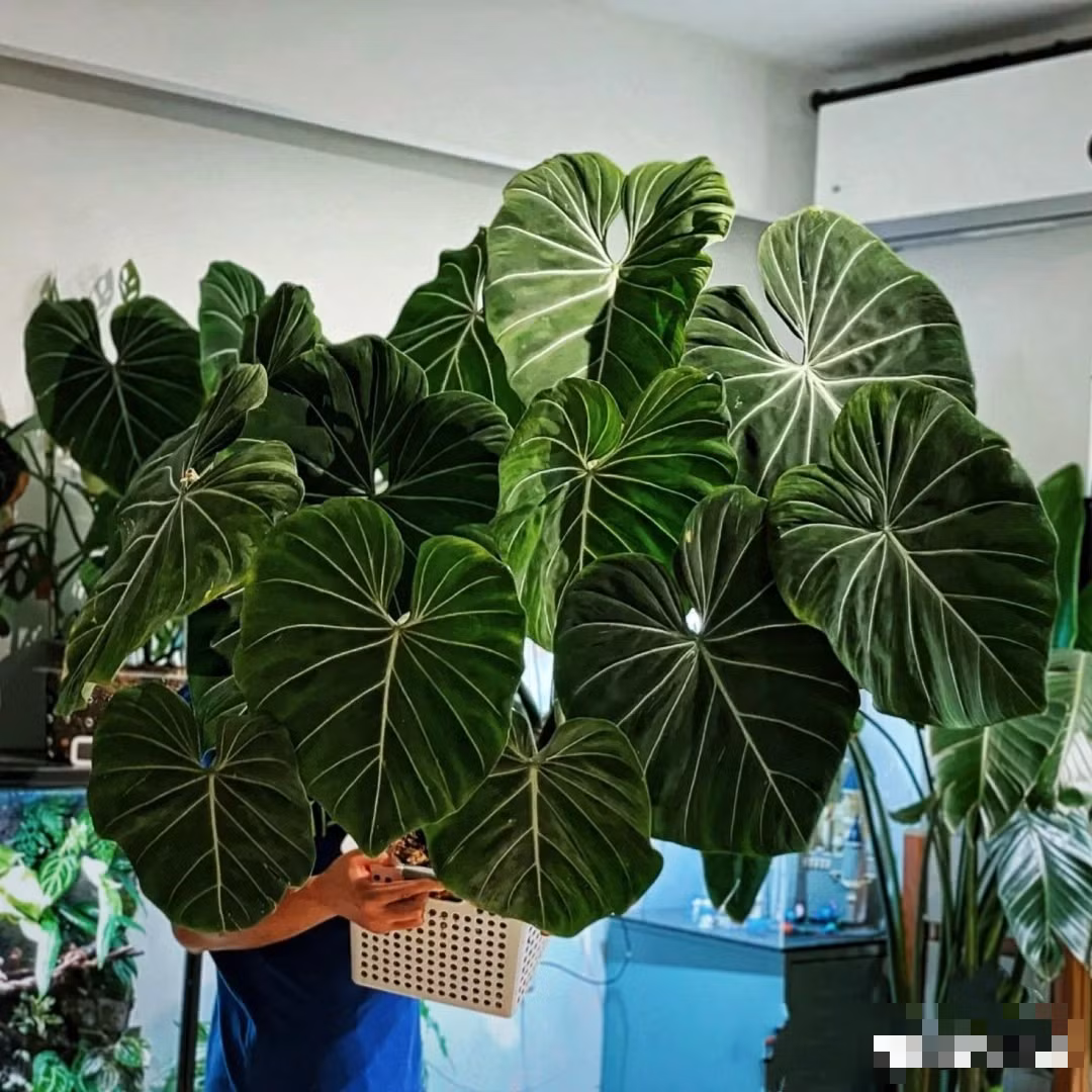 Cay canh trong trong nha, la cang to, loc cang vuong-Hinh-6