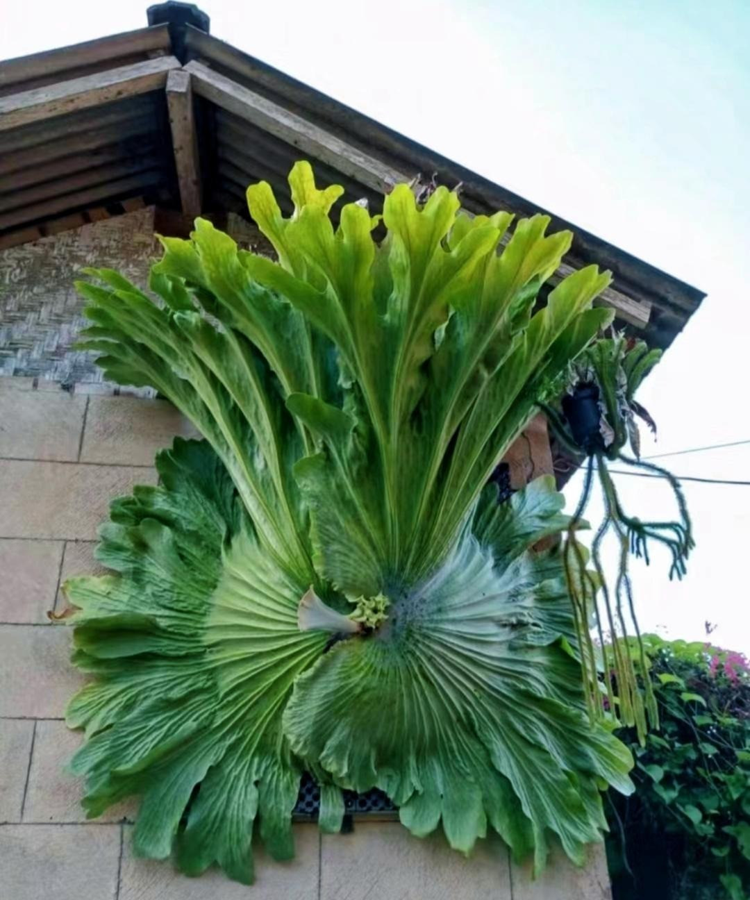 Cay canh trong trong nha, la cang to, loc cang vuong-Hinh-8