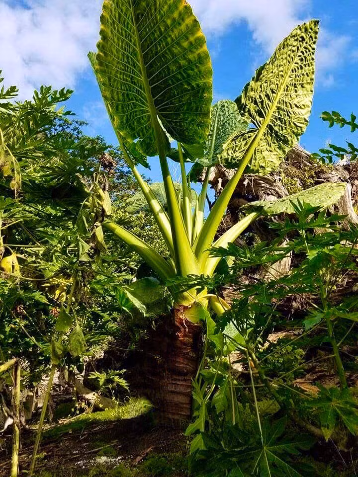 Cay canh trong trong nha, la cang to, loc cang vuong-Hinh-12