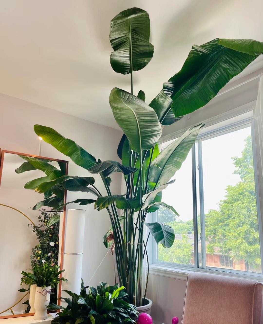 Cay canh trong trong nha, la cang to, loc cang vuong-Hinh-3