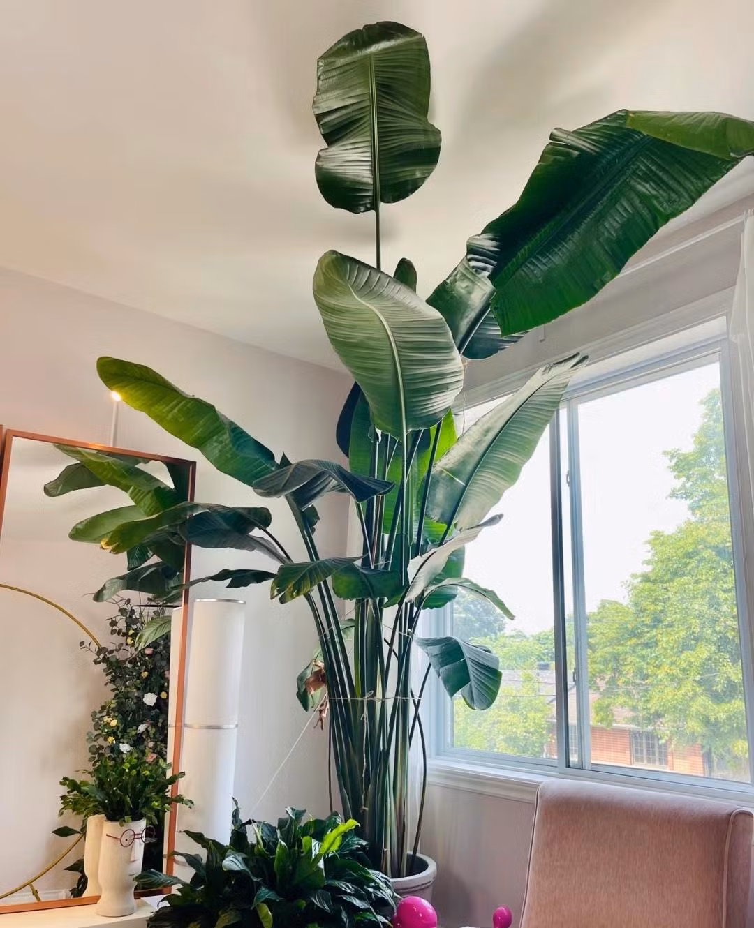 Cay canh trong trong nha, la cang to, loc cang vuong-Hinh-3