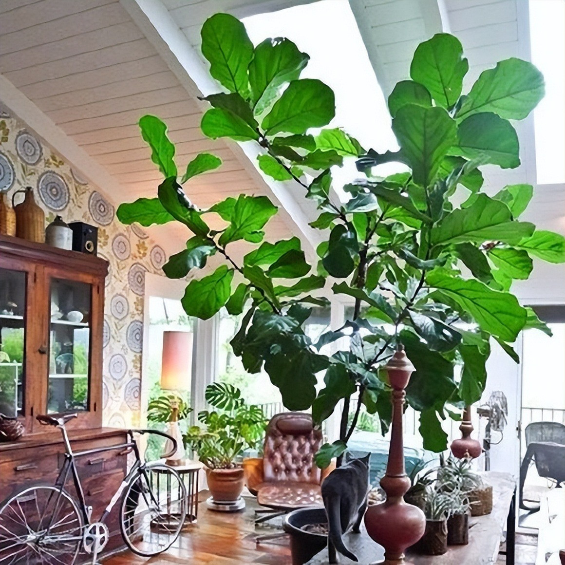 Cay canh trong trong nha, la cang to, loc cang vuong