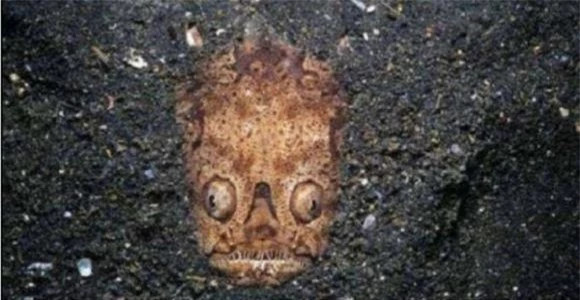  Người chồng sau khi vô cùng hoảng sợ đã bình tĩnh trở lại, động viên vợ và bảo cô đứng sau lưng mình. Anh nói: "Đừng sợ! Anh sẽ không để con quái vật nào chạm vào em đâu".