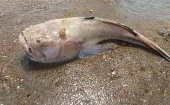 br/> Và rồi người chồng tiến lại gần và nhận ra thứ kinh dị đó là một sinh vật vô cùng bí ẩn với đôi mắt tròn và hàm răng sắc nhọn.