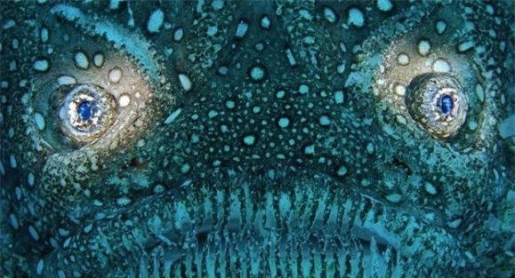 Ông nói tiếp: "Với màu da phù hợp với màu cát biển, cá Stargazer có khả năng nguỵ trang như tàng hình trước mắt con mồi. Chúng phục kích con mồi bằng cách ẩn mình dưới lớp cát mỏng chỉ có đôi mắt nhô cao quan sát. Chúng ăn cá nhỏ hơn, bạch tuộc và mực".