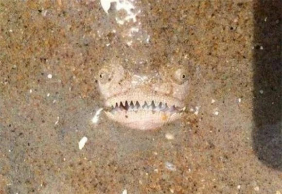 Cặp vợ chồng đang tận hưởng kì nghỉ tuyệt vời bên bãi biển Virginia đầy nắng và gió. Trong khi hai người đang nắm tay nhau bước đi vô cùng lãng mạn thì đột nhiên người vợ hét toáng lên, mặt cô tái dần và chỉ tay vào khuôn mặt đáng sợ hiện lờ mờ trên cát. 