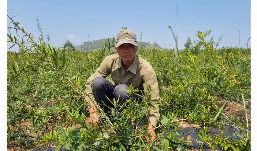 Trong cay than xa, nong dan Gia Lai thu hang tram trieu