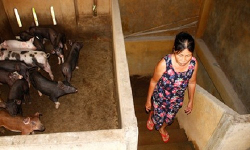 Bà Huỳnh Thị Phương đầu tư gần 100 triệu đồng để xây nhà 2 tầng để nuôi heo và tránh lũ. Ảnh: Nguyễn Thành.