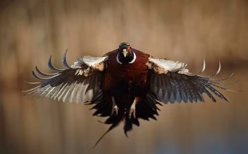 Nhiếp ảnh gia nghiệp dư 46 tuổi John MacTavish chụp được những tác phẩm ảnh thiên nhiên hoang dã của Scotland đầy nghệ thuật. Anh đã chụp được bức ảnh gà lô nhảy múa (ảnh) đầy ấn tượng này.